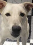 Lua