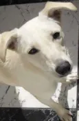 Lua