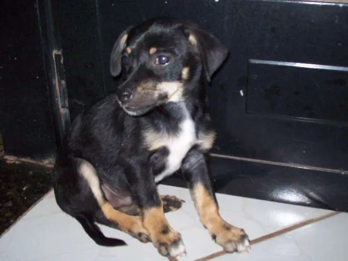 Cachorro ra a SRD idade 7 a 11 meses nome MAX