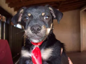 Cachorro raça SRD idade 7 a 11 meses nome MAX