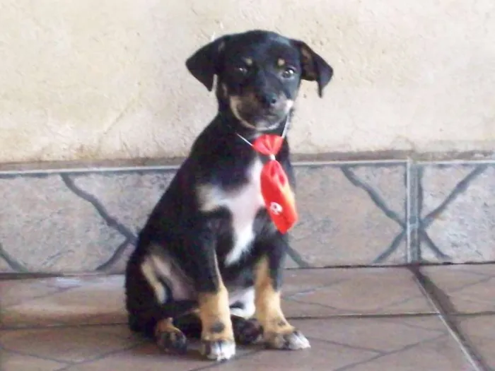 Cachorro ra a SRD idade 7 a 11 meses nome MAX