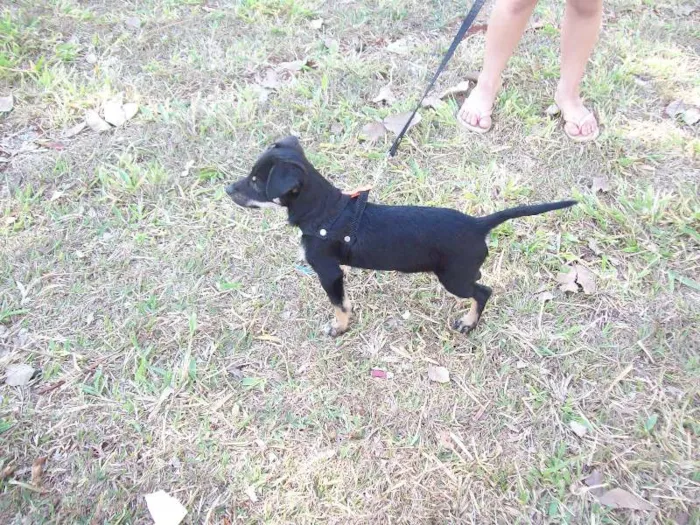 Cachorro ra a SRD idade 7 a 11 meses nome MAX