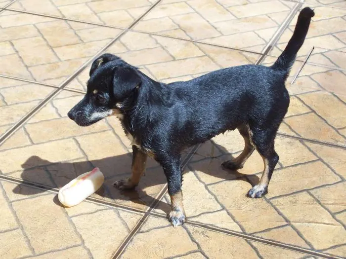 Cachorro ra a SRD idade 7 a 11 meses nome MAX
