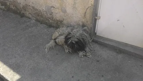 Cachorro ra a vira-lata  idade  nome Cascao 