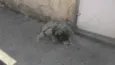 Cascao