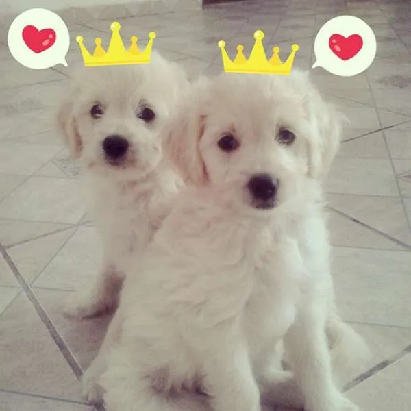 Cachorro ra a Poodle idade 2 a 6 meses nome sem nomes ainda
