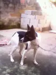 Pingo