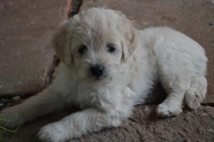 Cachorro ra a Poodle idade 2 a 6 meses nome sem nomes ainda