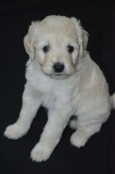 Cachorro ra a Poodle idade 2 a 6 meses nome sem nomes ainda