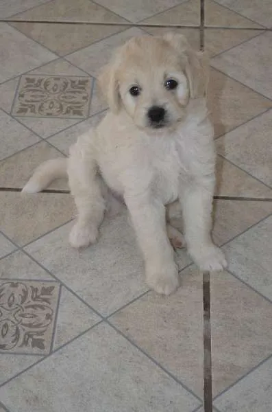 Cachorro ra a Poodle idade 2 a 6 meses nome sem nomes ainda