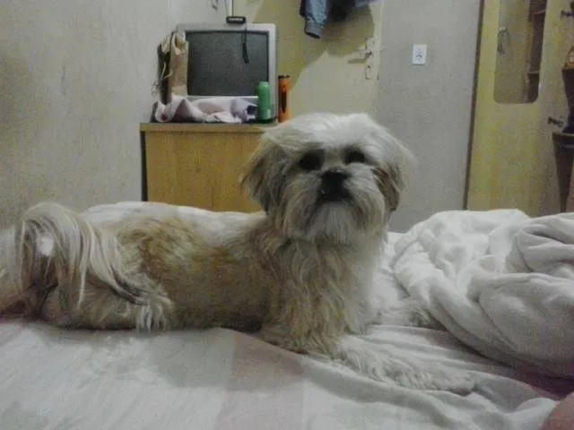 Cachorro ra a Lhasa Apso idade 1 ano nome mayte