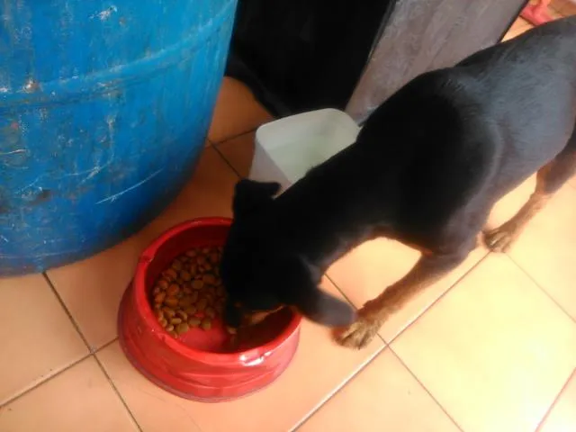 Cachorro ra a sem raça definida idade 2 a 6 meses nome rebeca