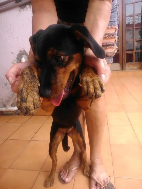 Cachorro ra a sem raça definida idade 2 a 6 meses nome rebeca
