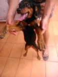 rebeca