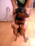 rebeca