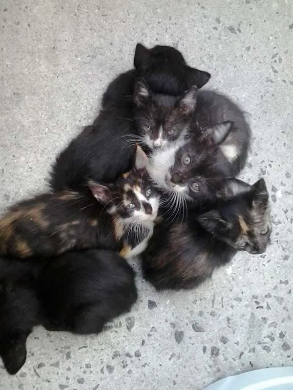 Gato ra a Sem raça idade 2 a 6 meses nome Anjinhos / Sem nome
