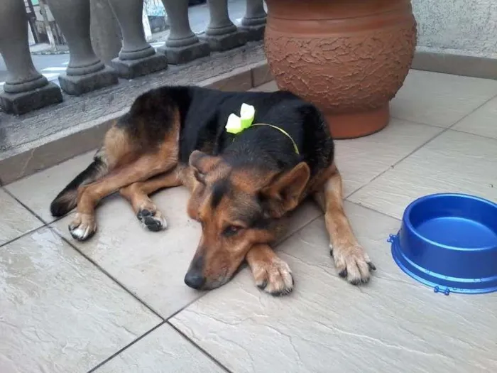 Cachorro ra a SRD idade 6 ou mais anos nome Serena