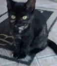 PETUCHA