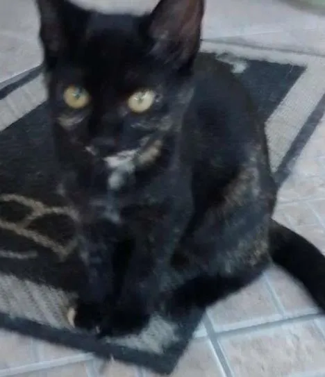 Gato ra a SRD idade 2 a 6 meses nome PETUCHA