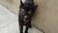 PETUCHA