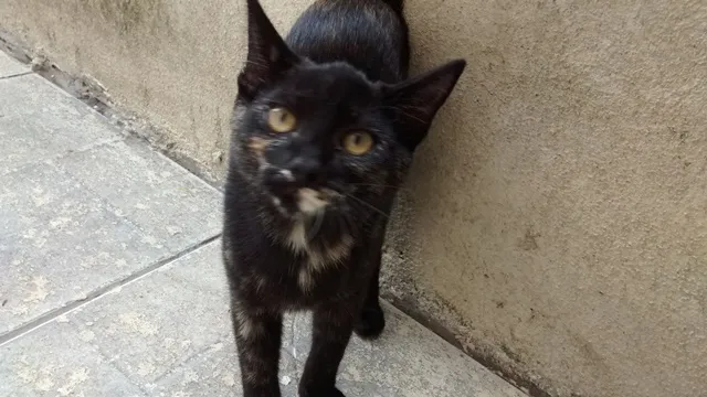 Gato ra a SRD idade 2 a 6 meses nome PETUCHA