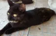 PETUCHA