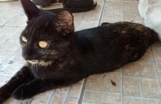 Gato ra a SRD idade 2 a 6 meses nome PETUCHA
