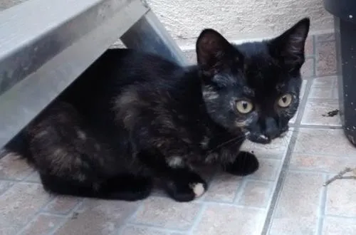 Gato ra a SRD idade 2 a 6 meses nome PETUCHA