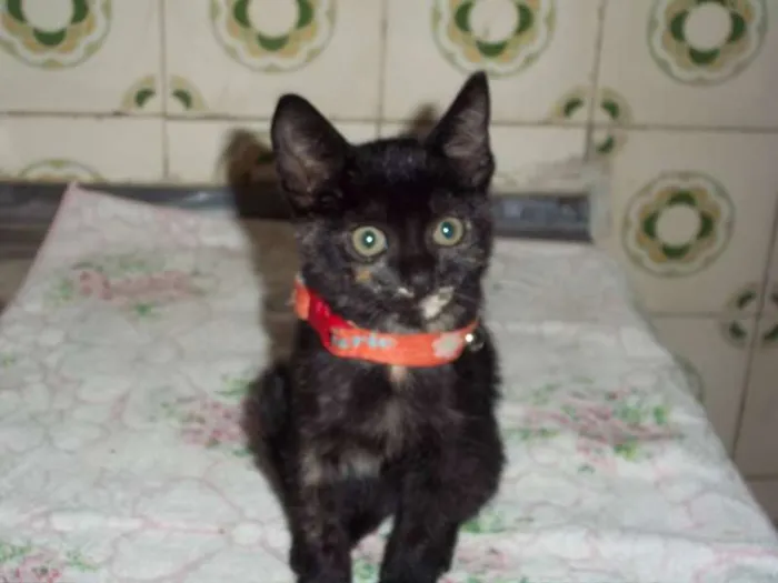 Gato ra a SRD idade 2 a 6 meses nome PETUCHA