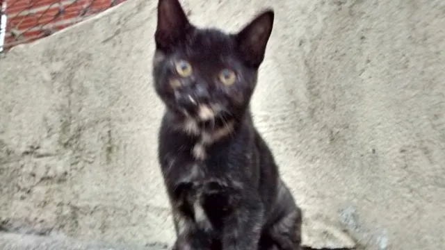Gato ra a SRD idade 2 a 6 meses nome PETUCHA