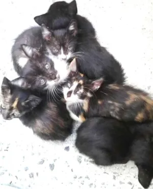 Gato raça Sem raça idade 2 a 6 meses nome Anjinhos / Sem nome