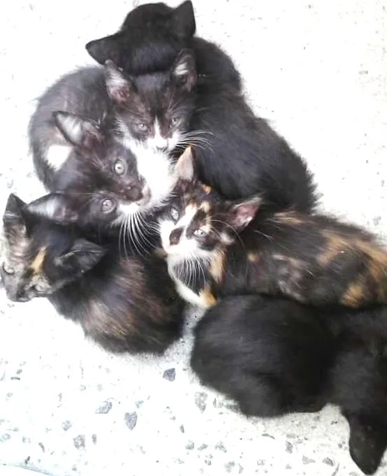 Gato ra a Sem raça idade 2 a 6 meses nome Anjinhos / Sem nome