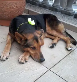 Cachorro raça SRD idade 6 ou mais anos nome Serena