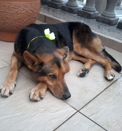 Cachorro ra a SRD idade 6 ou mais anos nome Serena