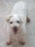 Cachorro raça Poodle idade 6 ou mais anos nome Timmy