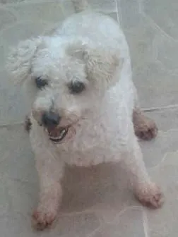 Cachorro raça Poodle idade 6 ou mais anos nome Timmy