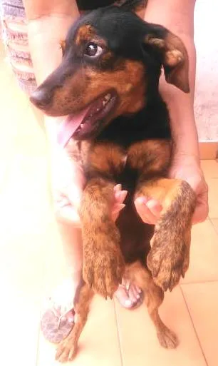Cachorro ra a sem raça definida idade 2 a 6 meses nome rebeca