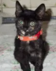 PETUCHA