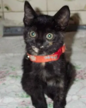 Gato raça SRD idade 2 a 6 meses nome PETUCHA