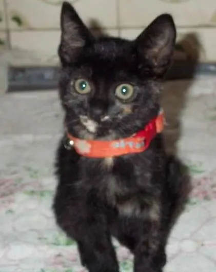 Gato ra a SRD idade 2 a 6 meses nome PETUCHA