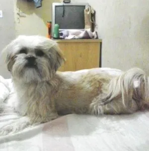 Cachorro raça Lhasa Apso idade 1 ano nome mayte
