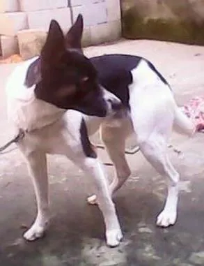 Cachorro ra a SRD idade 1 ano nome Pingo