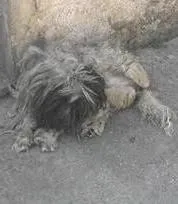 Cachorro raça vira-lata  idade  nome Cascao 