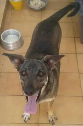 Cachorro raça  idade 2 anos nome Mel