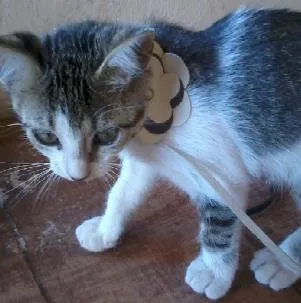 Gato raça  idade Abaixo de 2 meses nome Sem nome