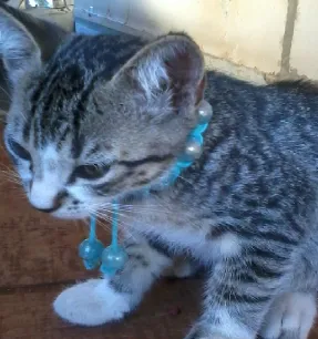 Gato raça  idade Abaixo de 2 meses nome Sem nome