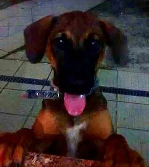 Cachorro raça Vira-lata idade 2 a 6 meses nome Xuxu