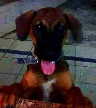 Cachorro ra a Vira-lata idade 2 a 6 meses nome Xuxu