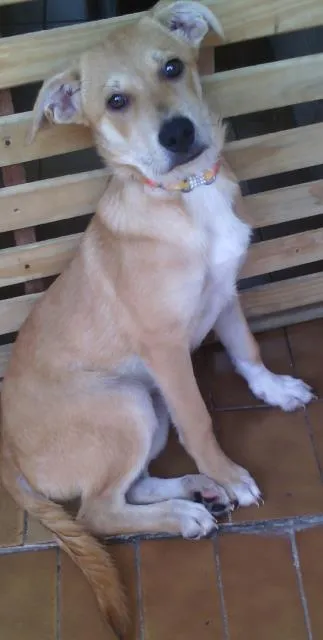 Cachorro ra a Labrador com raça desconhecida  idade 2 a 6 meses nome Peppa 
