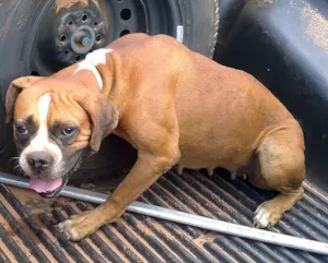 Cachorro raça Boxer idade  nome Fêmea de Boxer